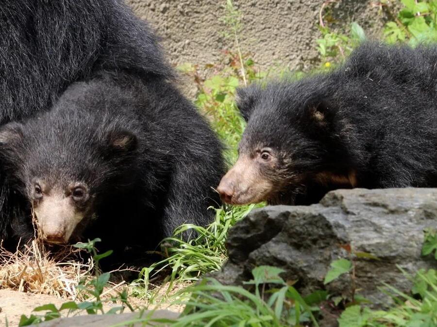 Philadelphia Zoo Introduces Baby Sloth Bear Cubs