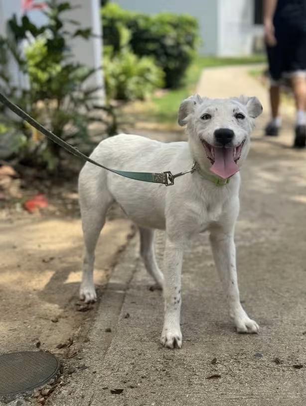 🐶 Playful Puppies and Young Dogs Ready for Adoption in North Reading ...