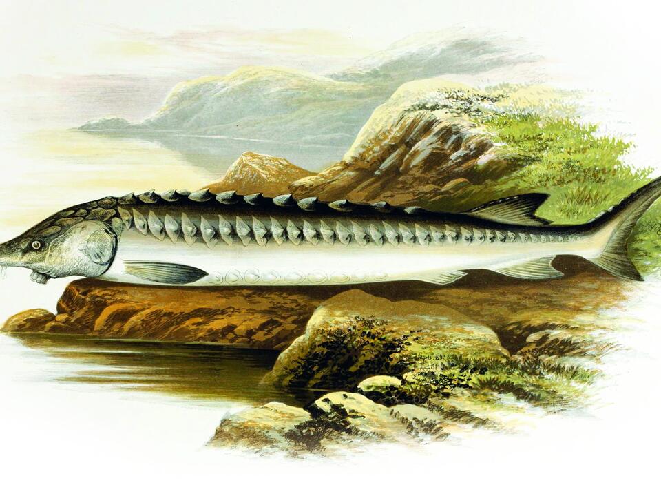 Fishing in Manhattan in 1600