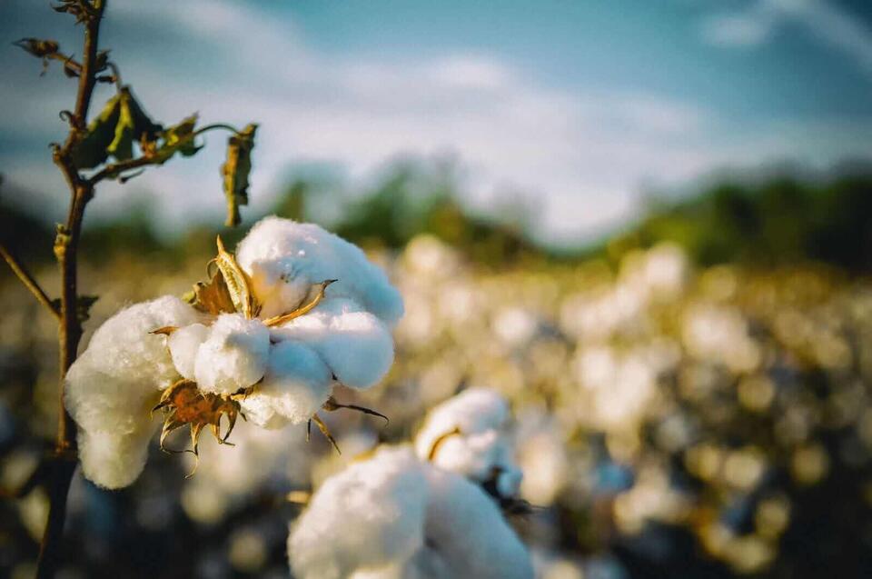 Cotton Futures Plummet Amid Ceasefire Hopes and Stronger Dollar