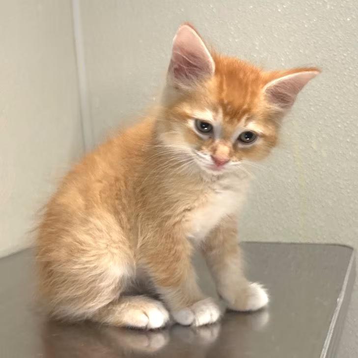 🐱 Playful Kittens & Young Cats Ready for Adoption in Pomona - NewsBreak