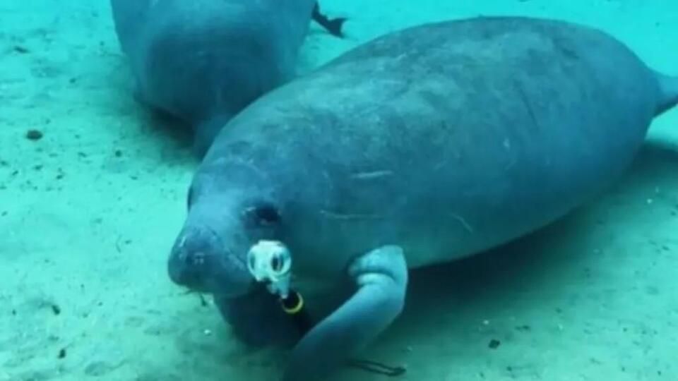 Manatee Steals Yet Another Camera In Hilarious POV Video - NewsBreak
