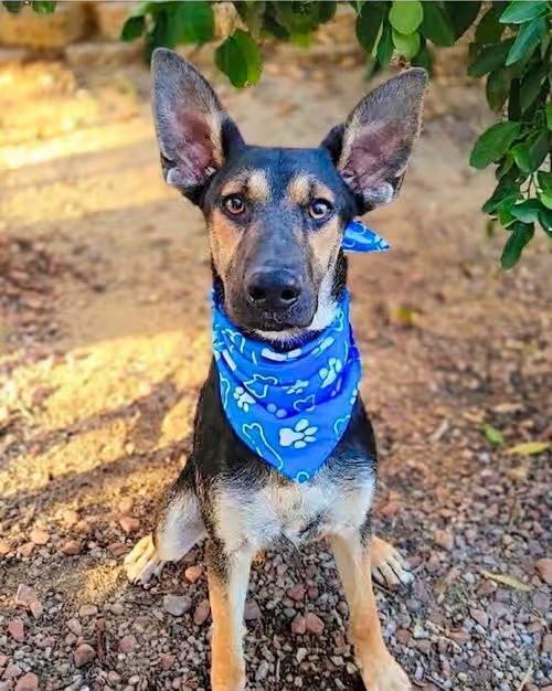 🐶 Loving Dogs in Lake Forest Ready to Join Your Family - NewsBreak