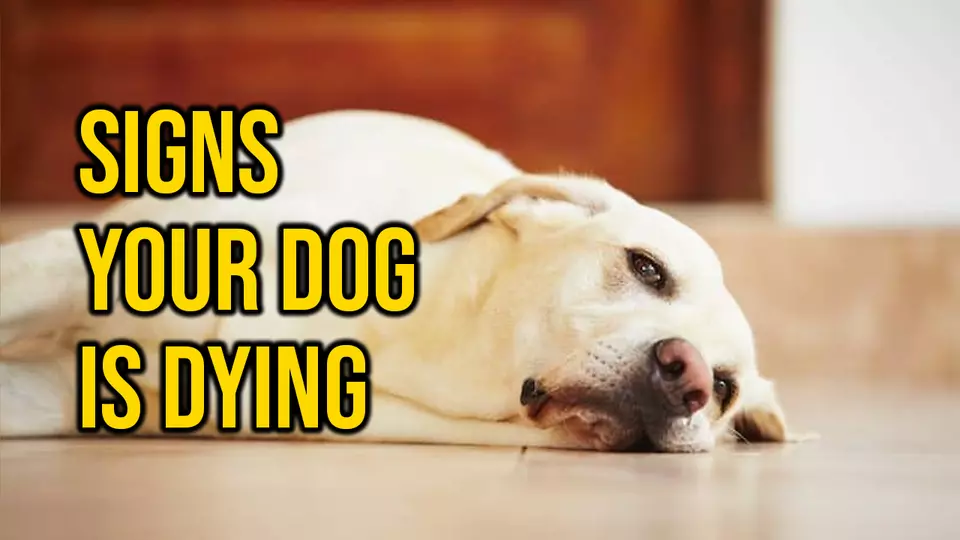 What are signs that your dog is dying