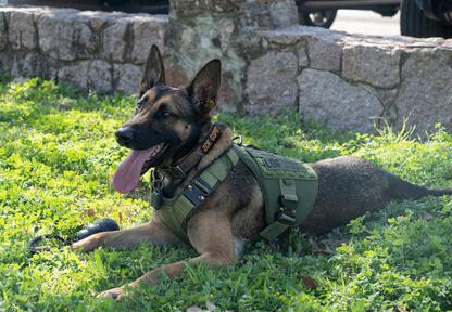 German shepherd 2024 bulletproof vest