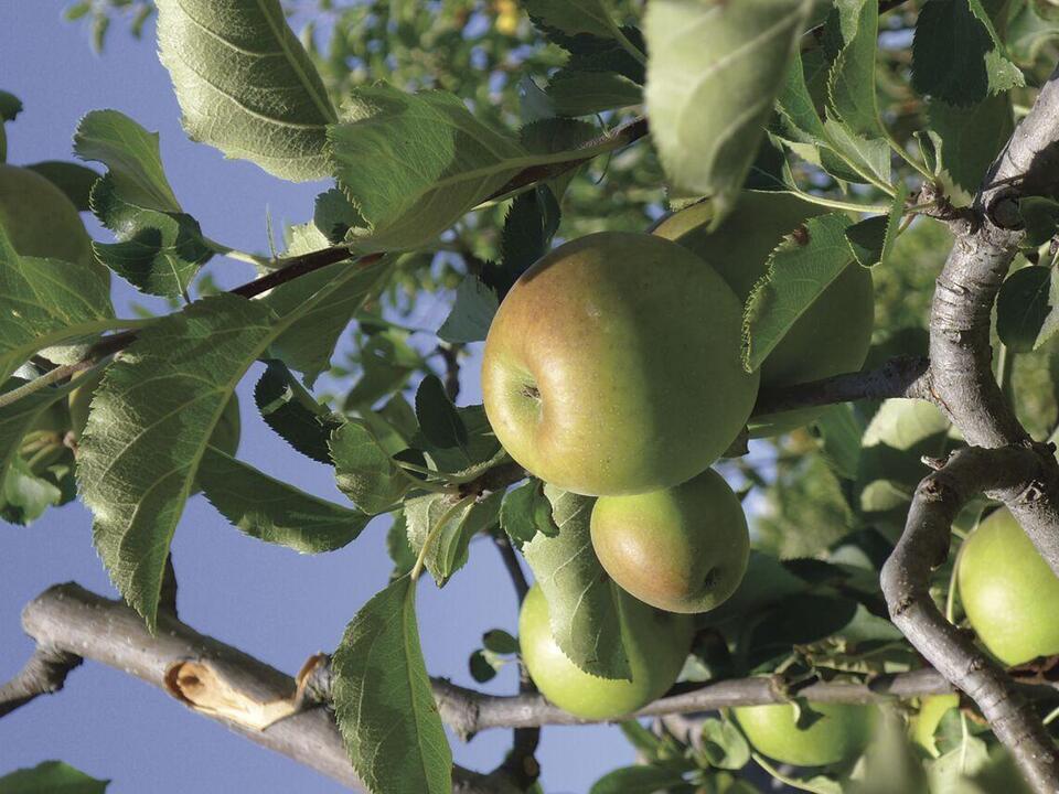 Trees and shrubs for sale via Herkimer County Soil and Water