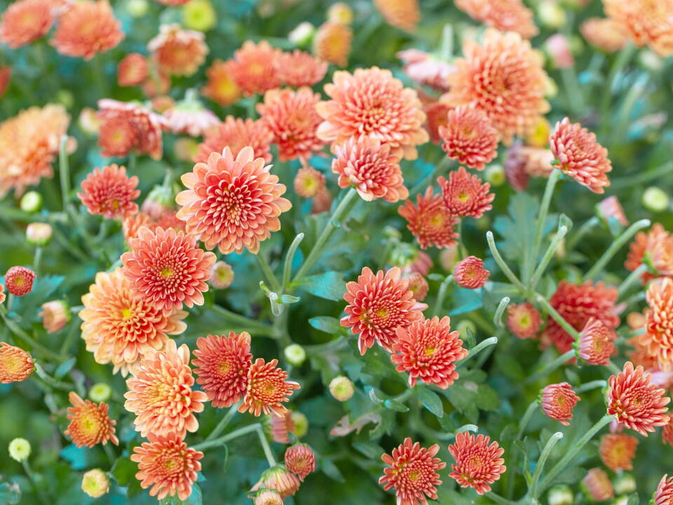 Should you deadhead chrysanthemums in fall? Here's why it's a good idea
