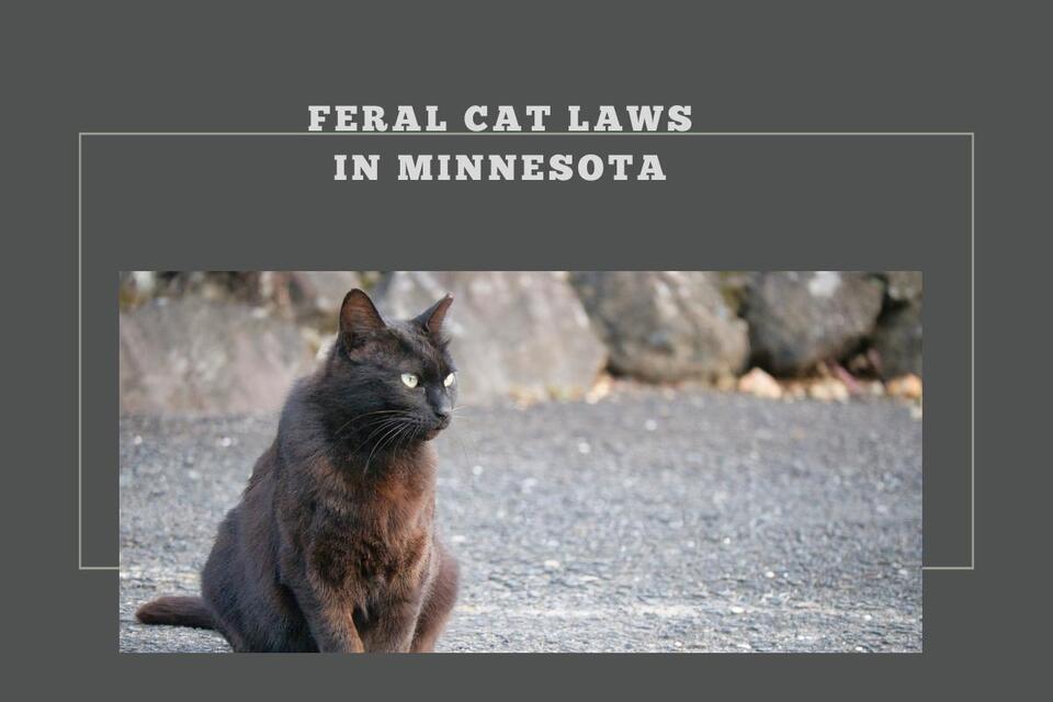 Feral Cat Laws in Minnesota: What Caretakers and Colony Managers Need ...