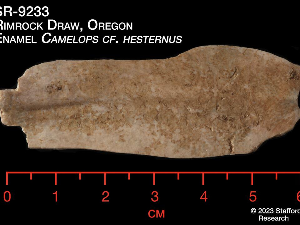 Most Viewed / Discovery Evidence of human occupancy in Oregon 18,000
