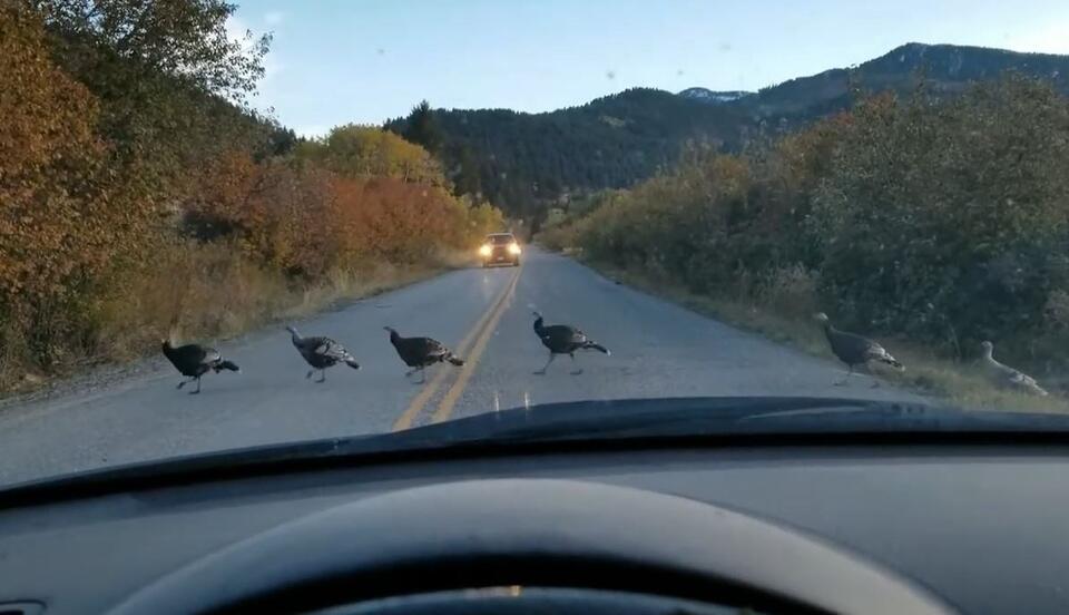 How To Get Hutterite Turkeys in the Billings Area - NewsBreak