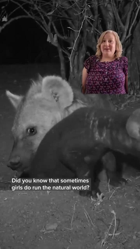 Spotted hyenas are known to be some of the fiercest queens in the