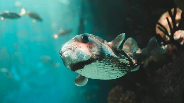 The Most Intelligent Fish in the Ocean Might Surprise You - NewsBreak