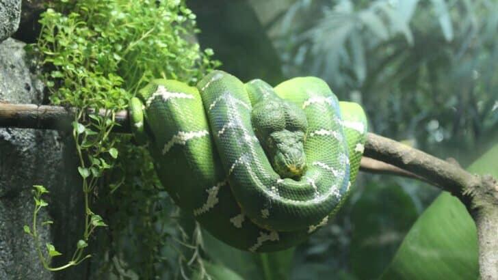 The Truth About Snakes and Their Stereotypes - NewsBreak