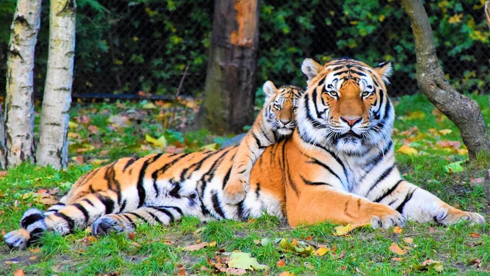 How to Choose a Big Cat Conservation Program to Support - NewsBreak