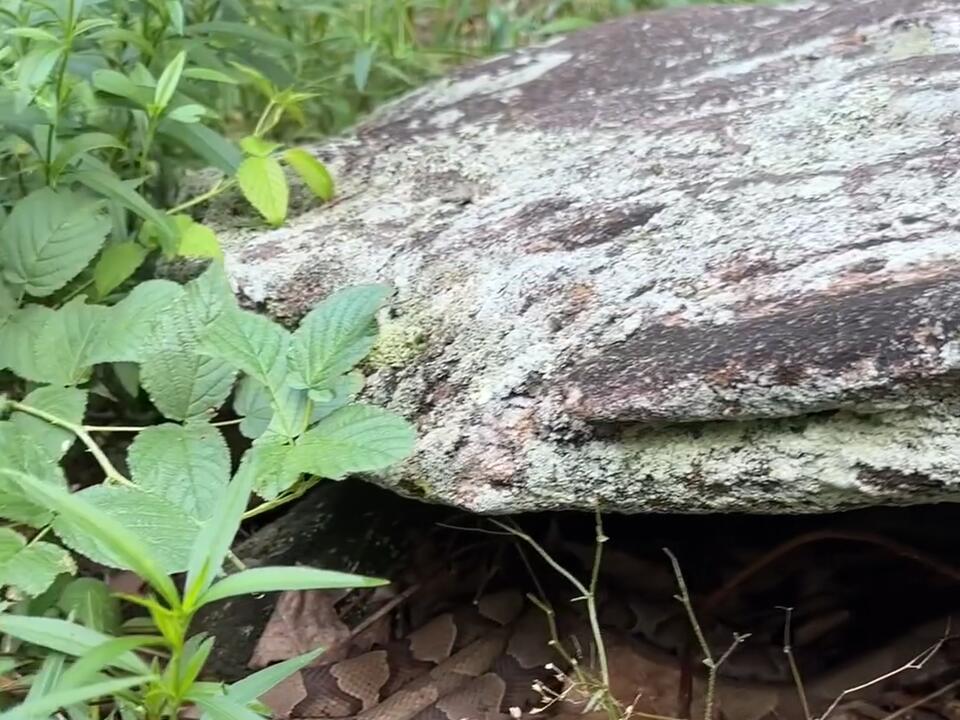 I would be out of there! Snakes copperhead Florida Floridian Scary
