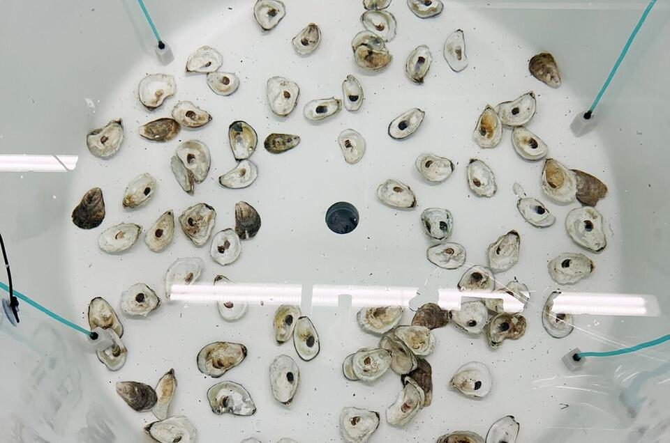 A Tuneful Booster Shot for Baby Oysters