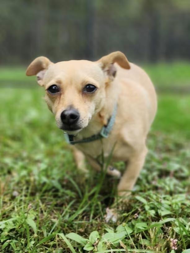🐶 Playful & Loving Dogs Waiting for Adoption in Silver Spring - NewsBreak