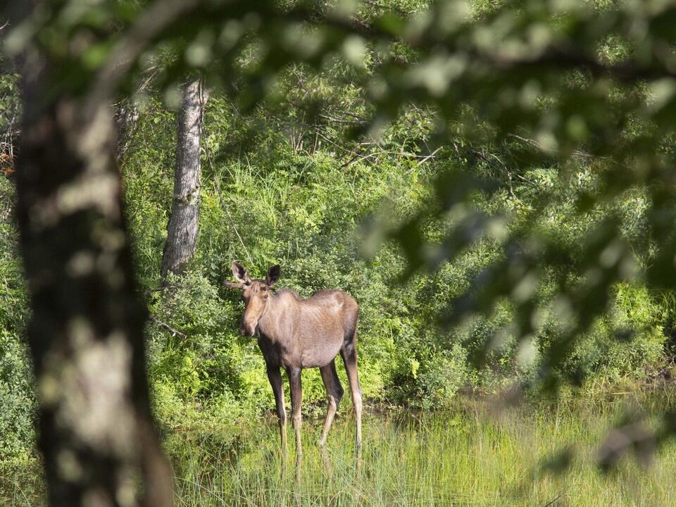 Researchers examine deaths of young Adirondack moose