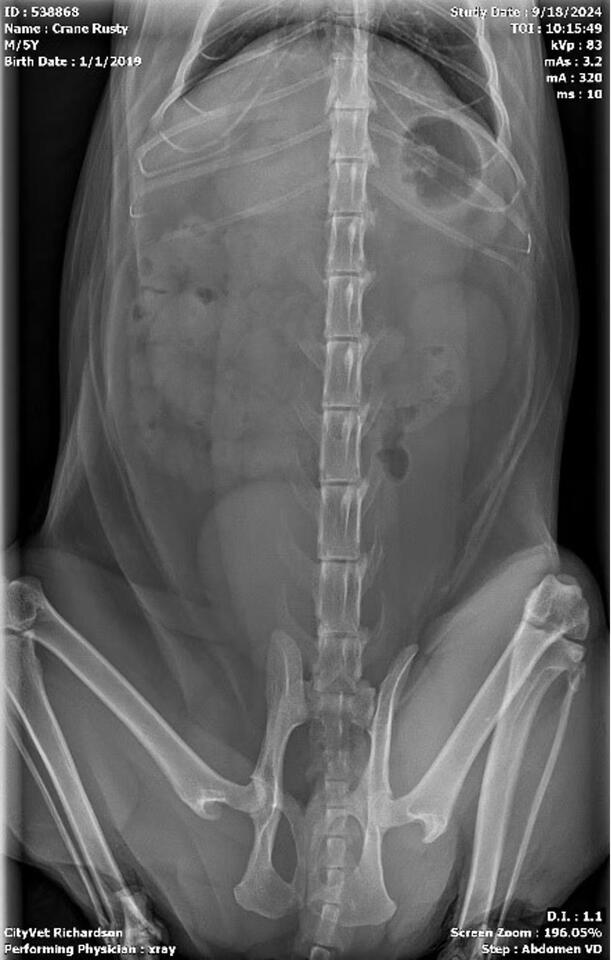 Case study: Linear foreign body in feline patients - NewsBreak