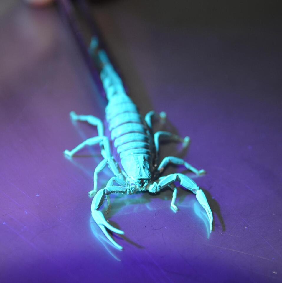 Claude did not invent scorpion antivenom - NewsBreak