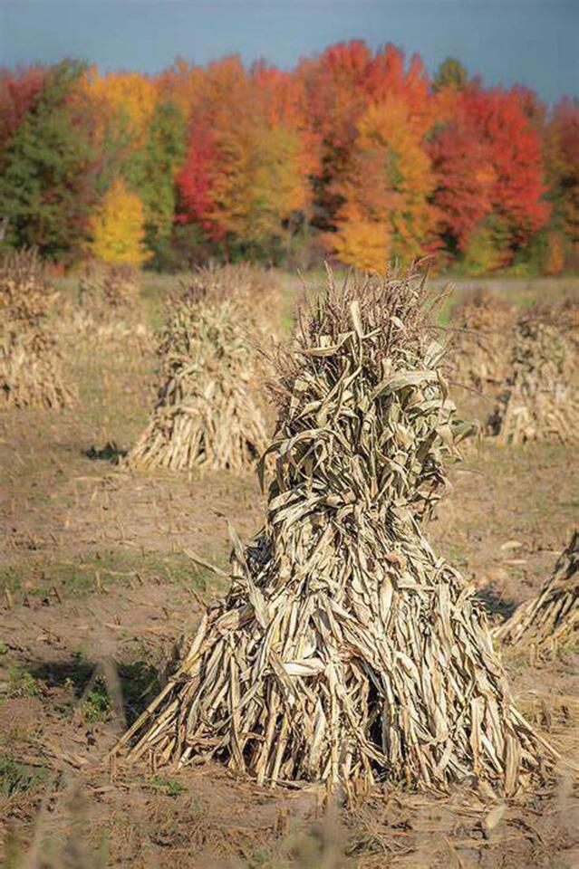 Backroads: Fodder Shocks, A Fall Tradition - NewsBreak