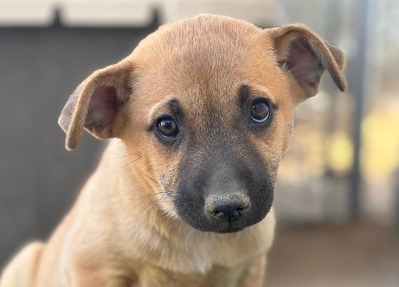‘Adoptapalooza’ Pet Adoption Festival Returns to Main Street This ...