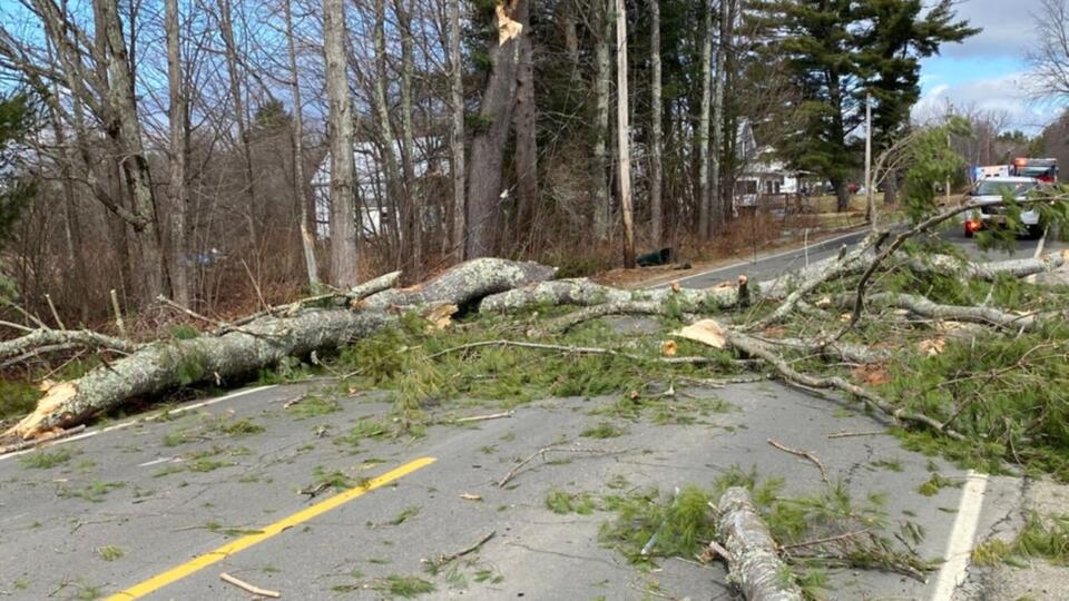 Fatal Crash: Driver Dead After Striking Tree in Spring Branch - NewsBreak
