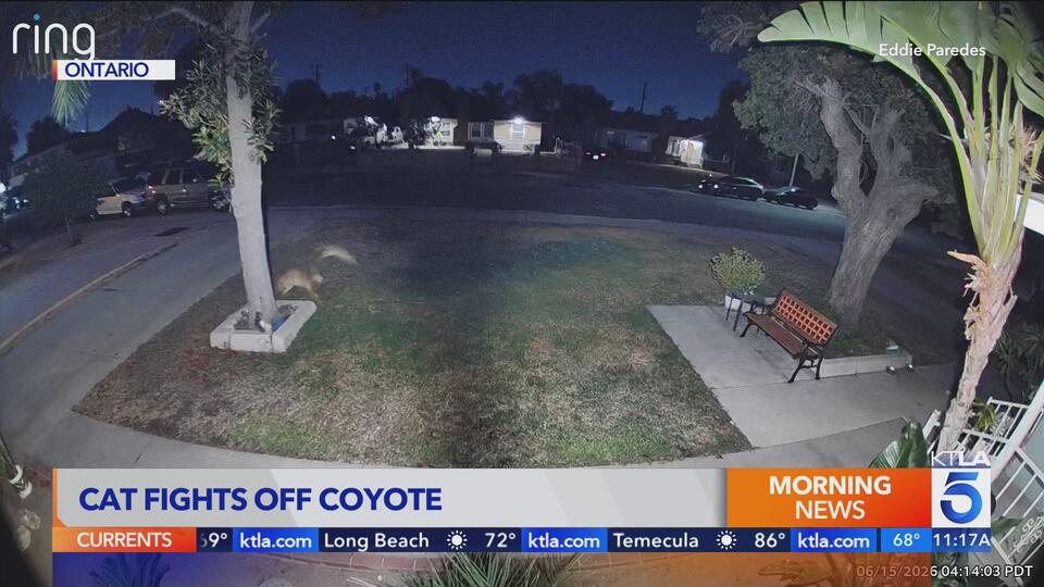 Watch: Mama cat named ‘Puffy Girl’ fights off coyote outside California ...
