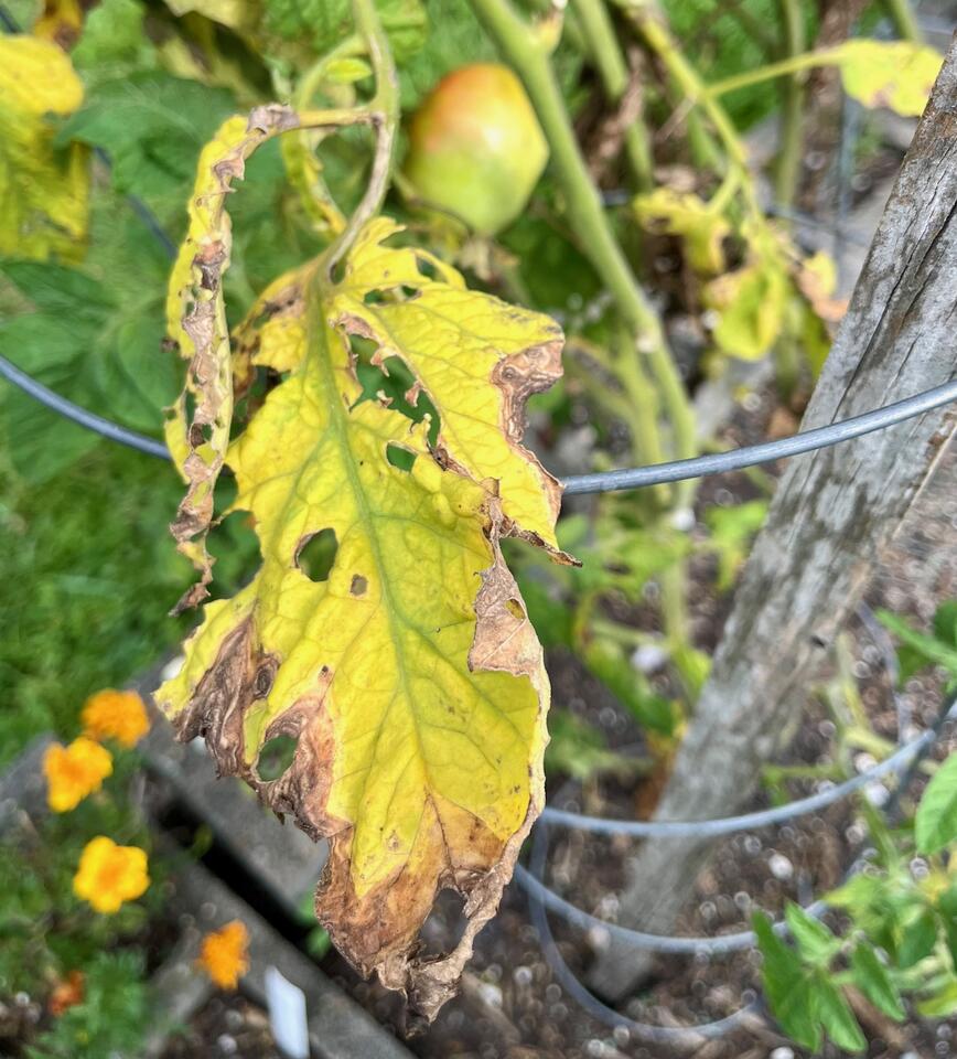 What’s Wrong with My Vegetable Garden Seminar