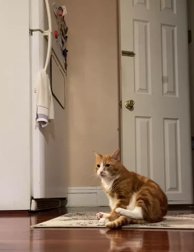 Cat scratches carpet with hind clearance legs