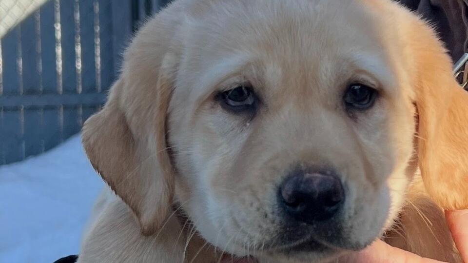 This Yellow Lab Puppy Just Joined the Sharon Police Department: Now ...
