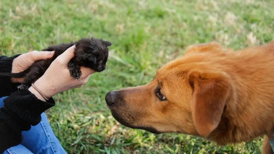 Free pet microchip event coming to North Tulsa - NewsBreak