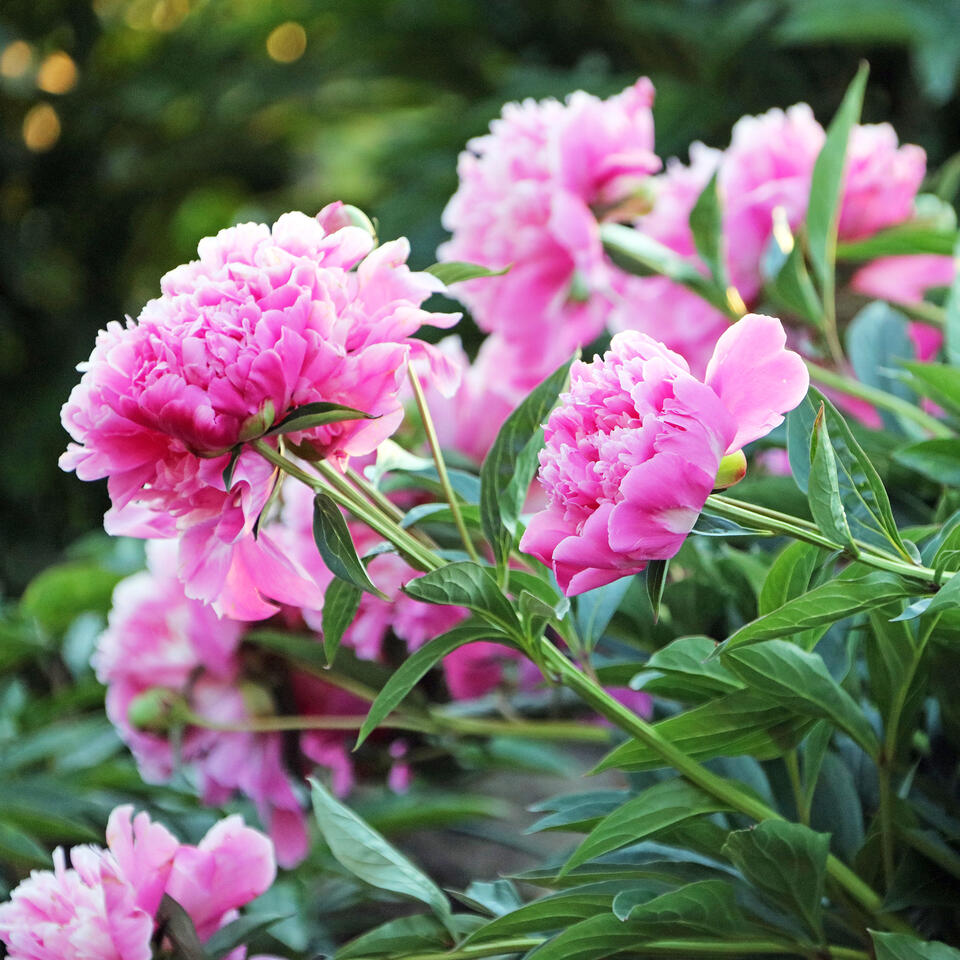 How To Keep Peonies From Falling Over: 5 Fixes For Floppy Flowers ...
