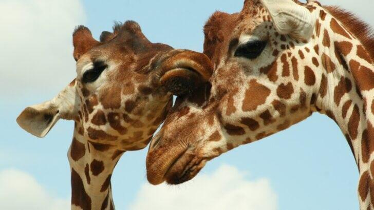 10 Animals That Mourn Their Dead — Just Like Humans