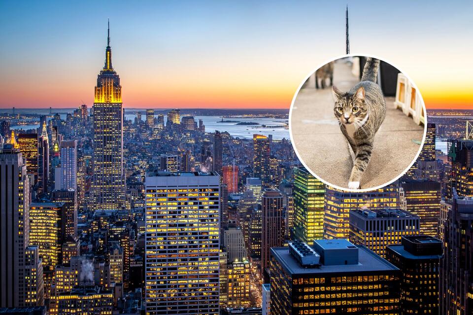 NYC Stray Cats Found Carrying Parasites Linked to Serious Human Illness