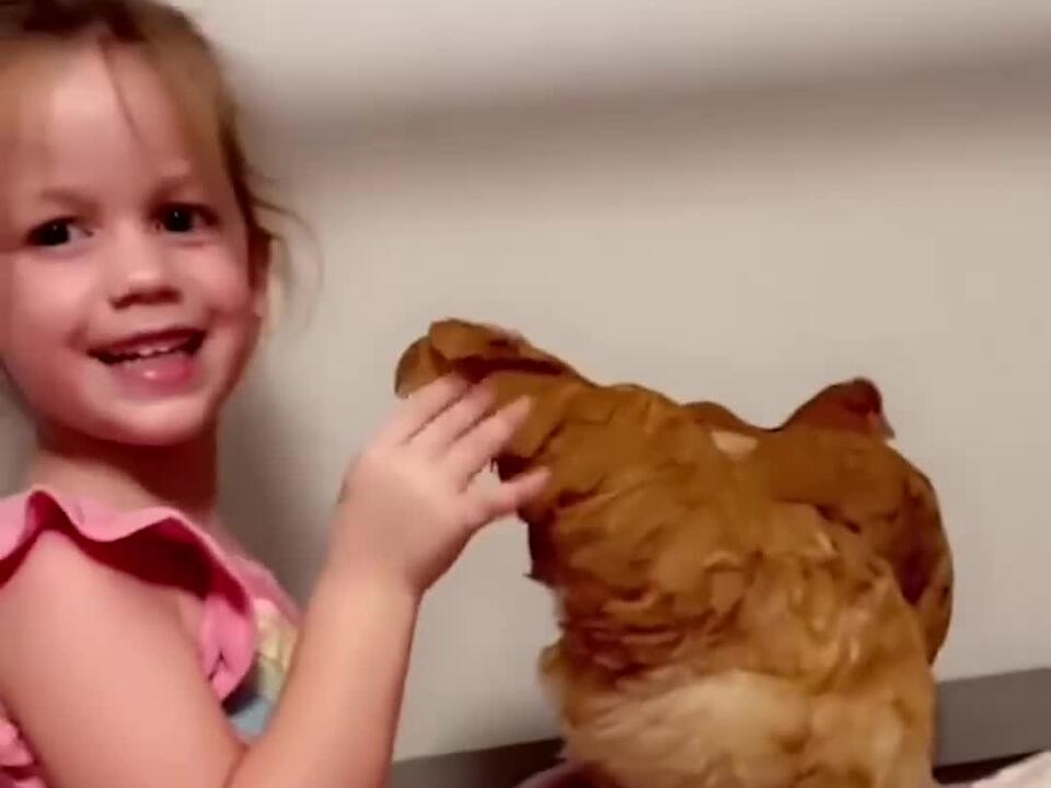 Little Girl Brings Her Chicken to Bed