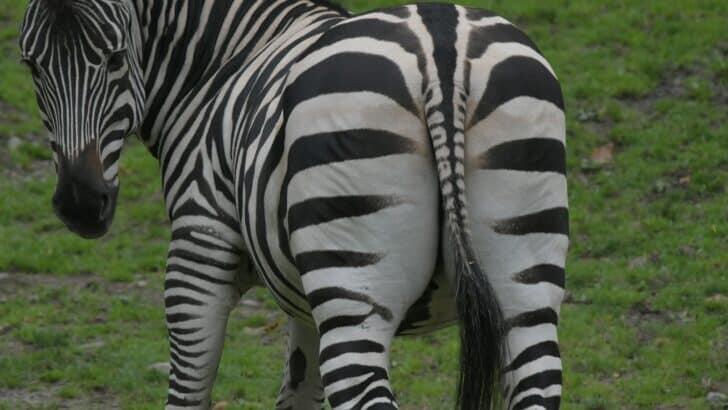How Zebras Use Their Stripes to Confuse Predators - NewsBreak