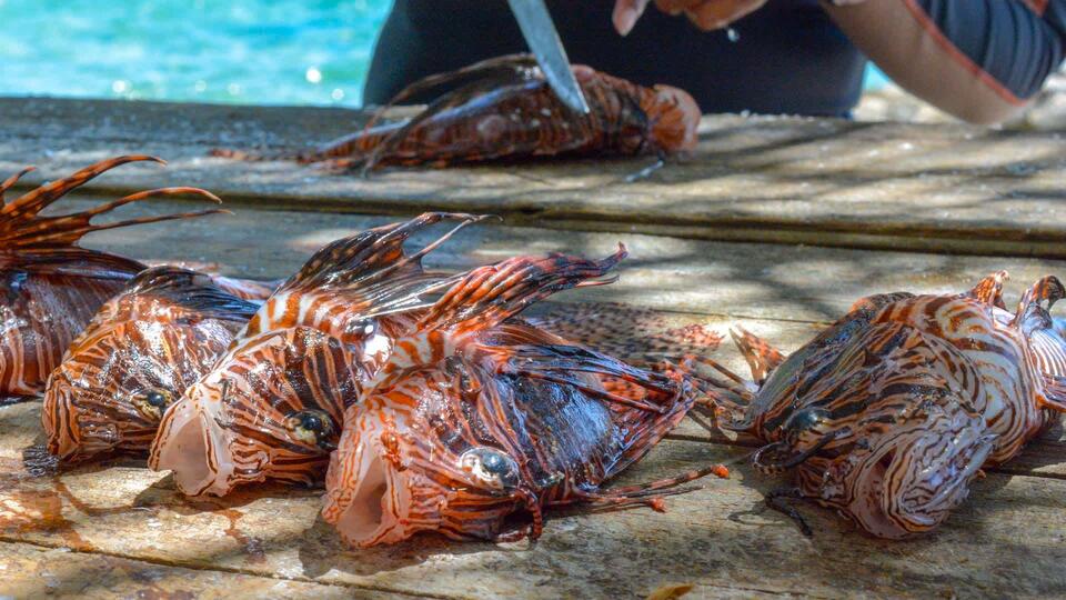 Divers pull 36,187 invasive lionfish from Florida waters in record ...