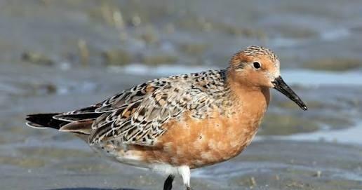 MD threats laid out as Trump admin guts habitat protections