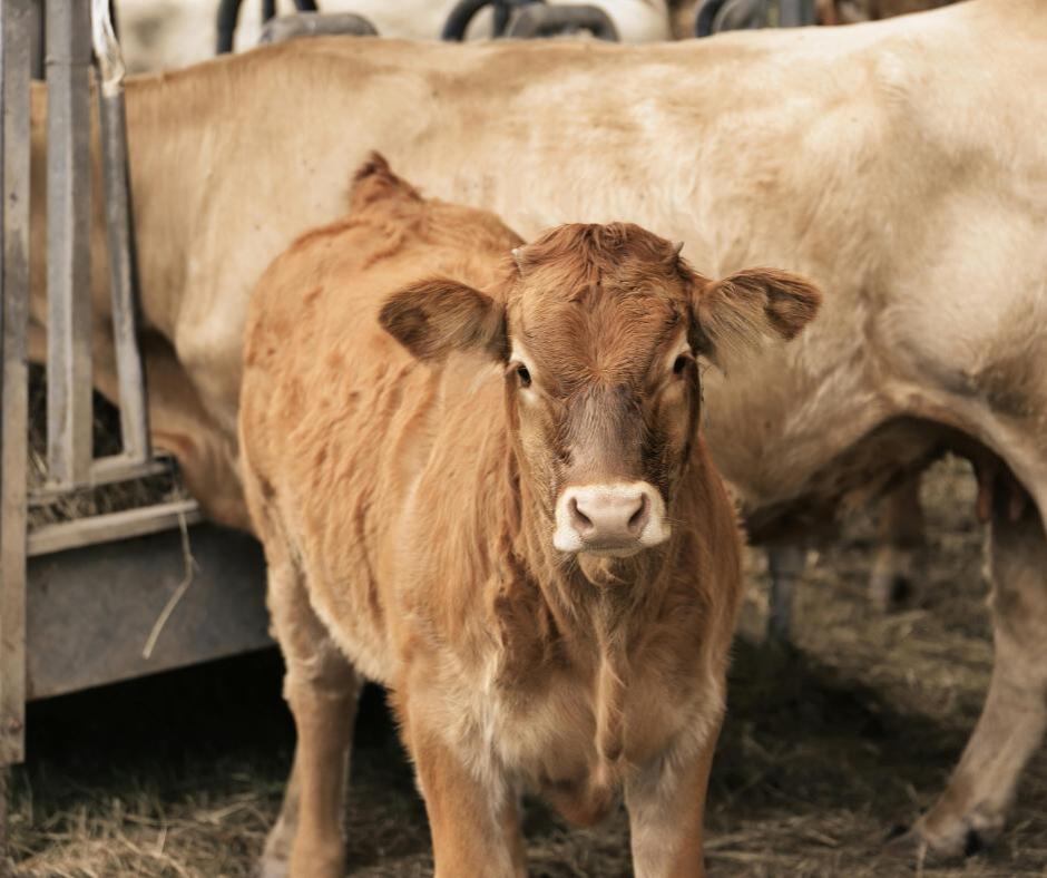 Revealing Why Roughage Is The Key To Cattle Health - NewsBreak