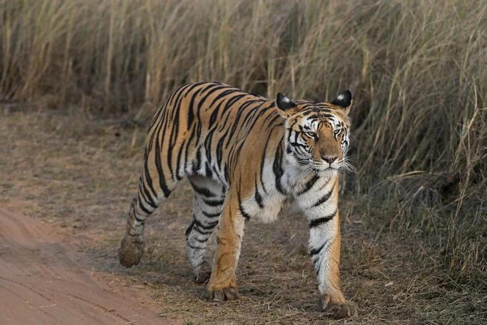 Mom Tigress Arrowhead Stuns Ranthambore with Second Triple Birth i ...