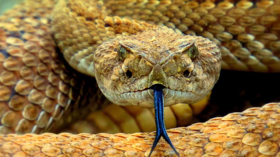 Man Caught Searching Protected Connecticut Forest for Snakes Charged for Possessing 46 Venomous Snakes