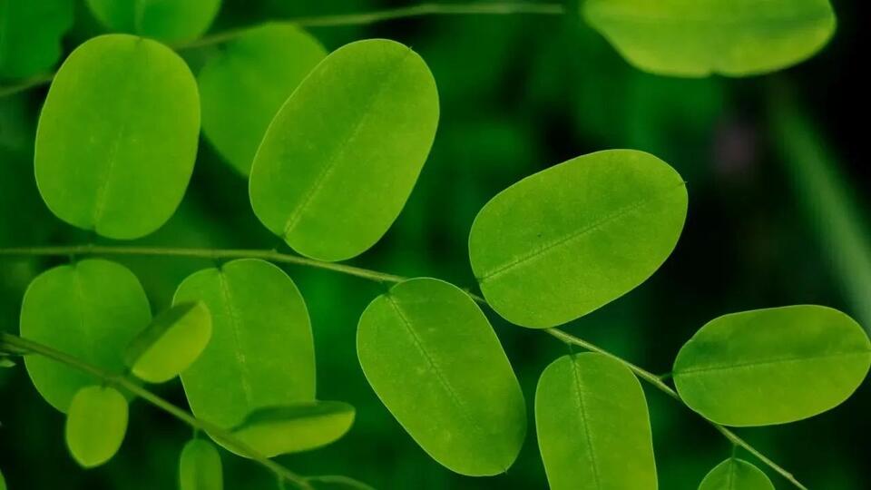 Foods Alive Recalls Organic Moringa Powder Nationwide Over Salmonella ...