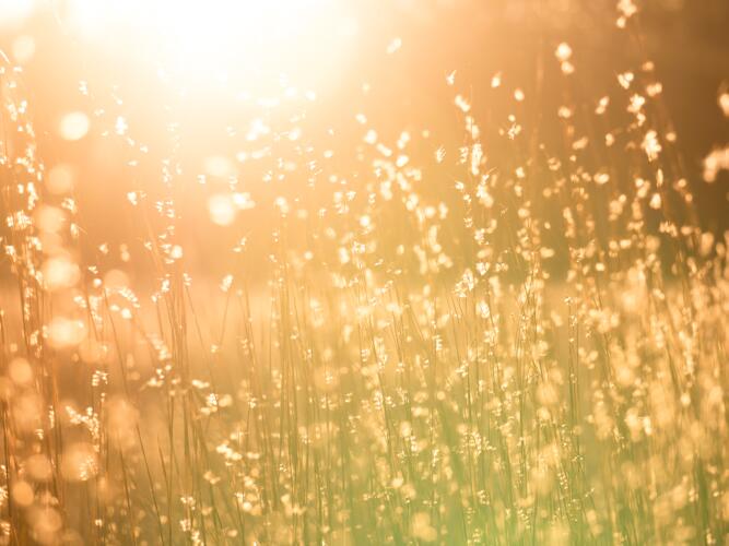 Daily Weather Forecast For Tamms