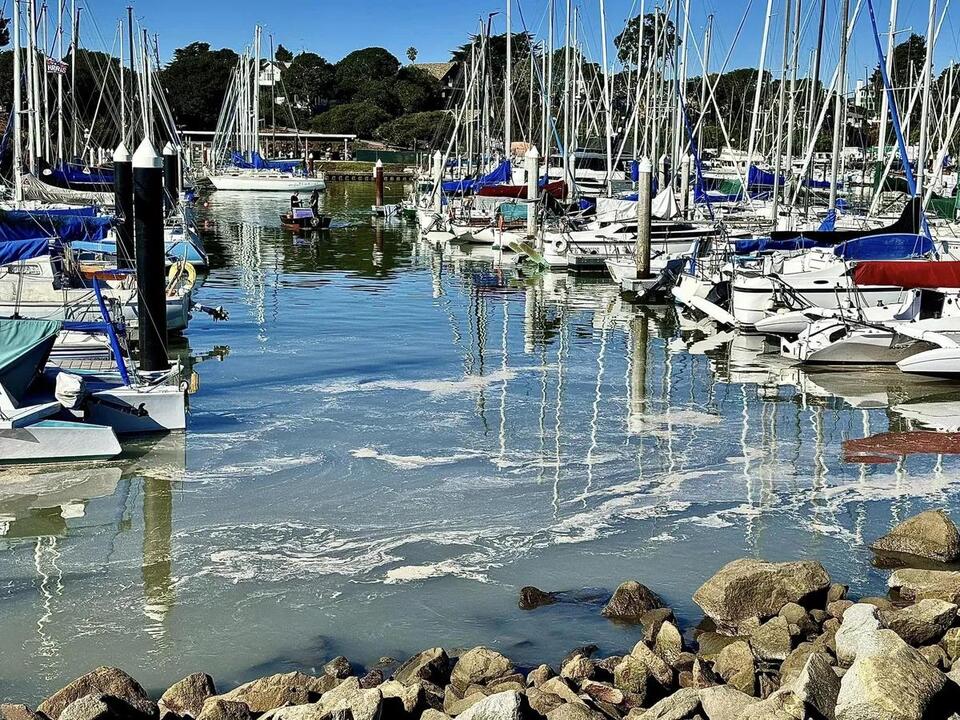 An influx of anchovies lead to a mass die off impacting boats at the