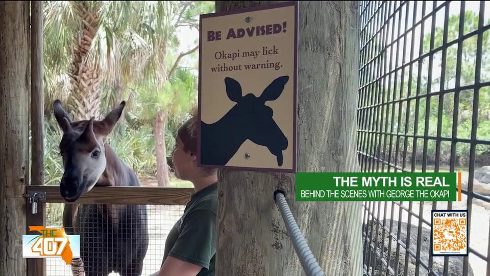 Meet George the okapi in Brevard Zoo animal encounter - NewsBreak