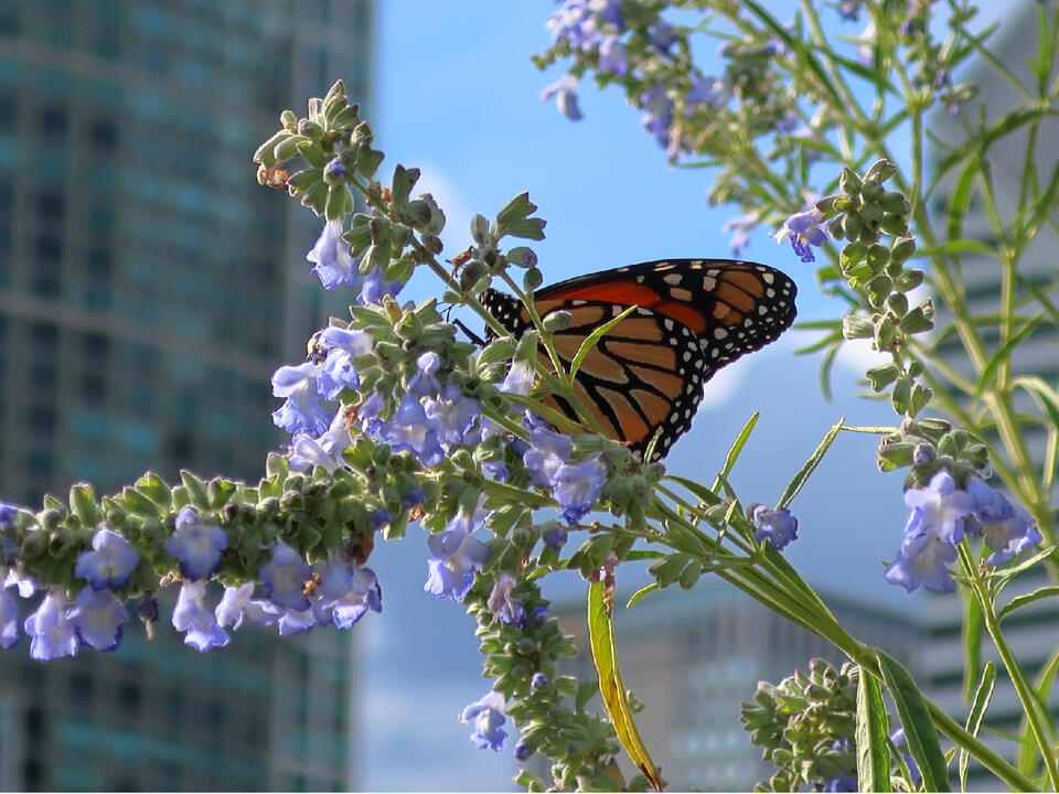 Now is the time to spot monarch butterflies on their 3,000mile