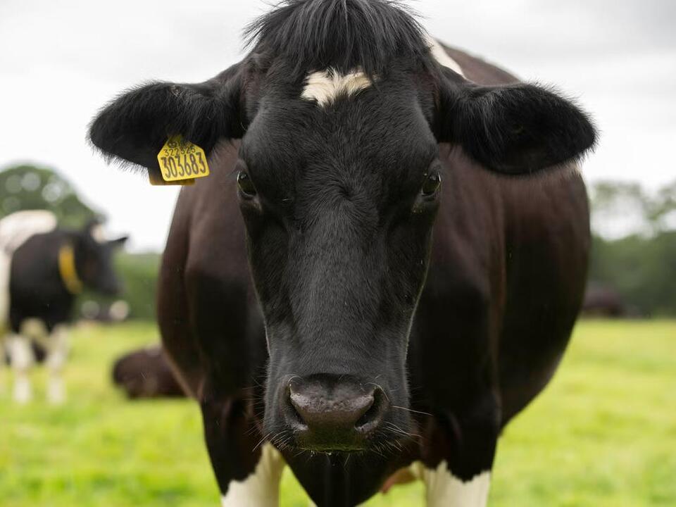 Government’s plan for change ‘like a fat beef cow with unnecessary ...