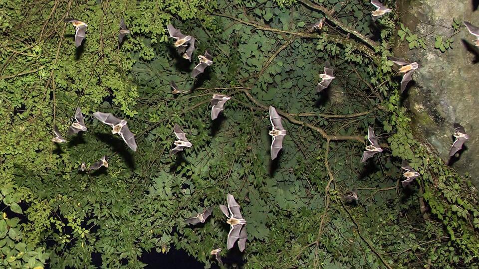 Alabama’s bats deserve a rebrand—here’s where to see them in action
