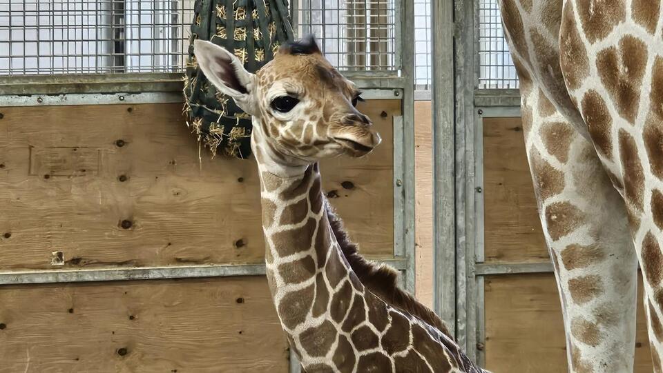 Iowa zoo reveals gender of recently born baby giraffe